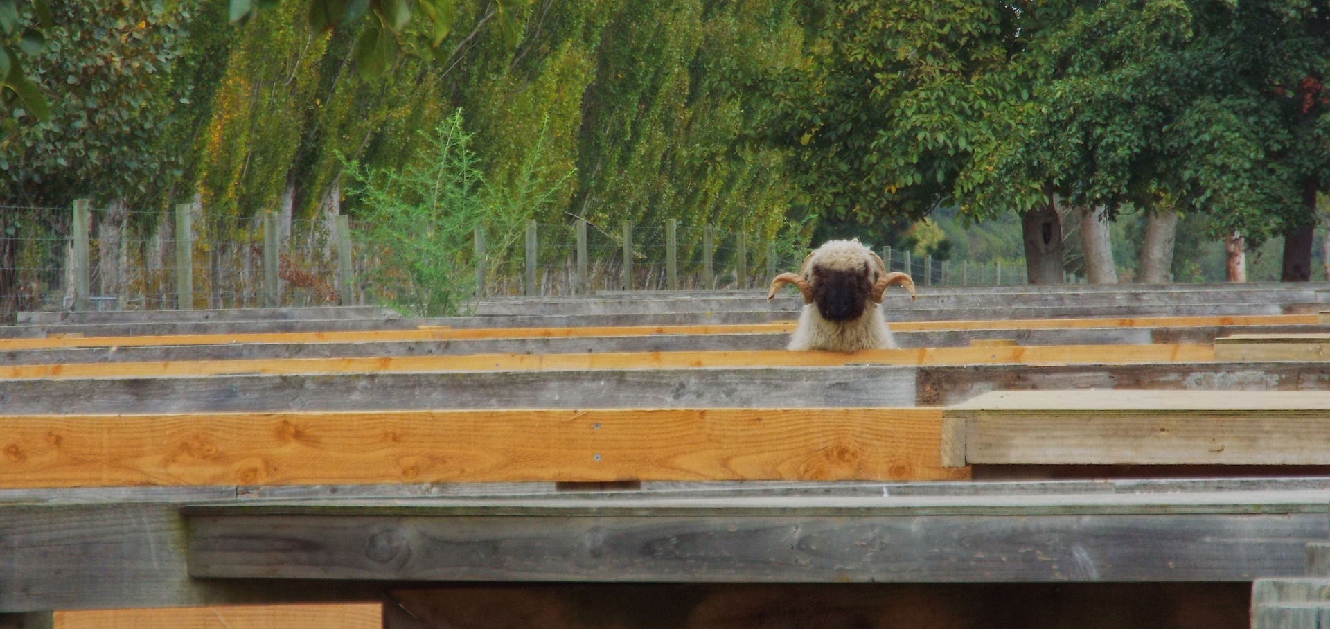 Valais Sheep