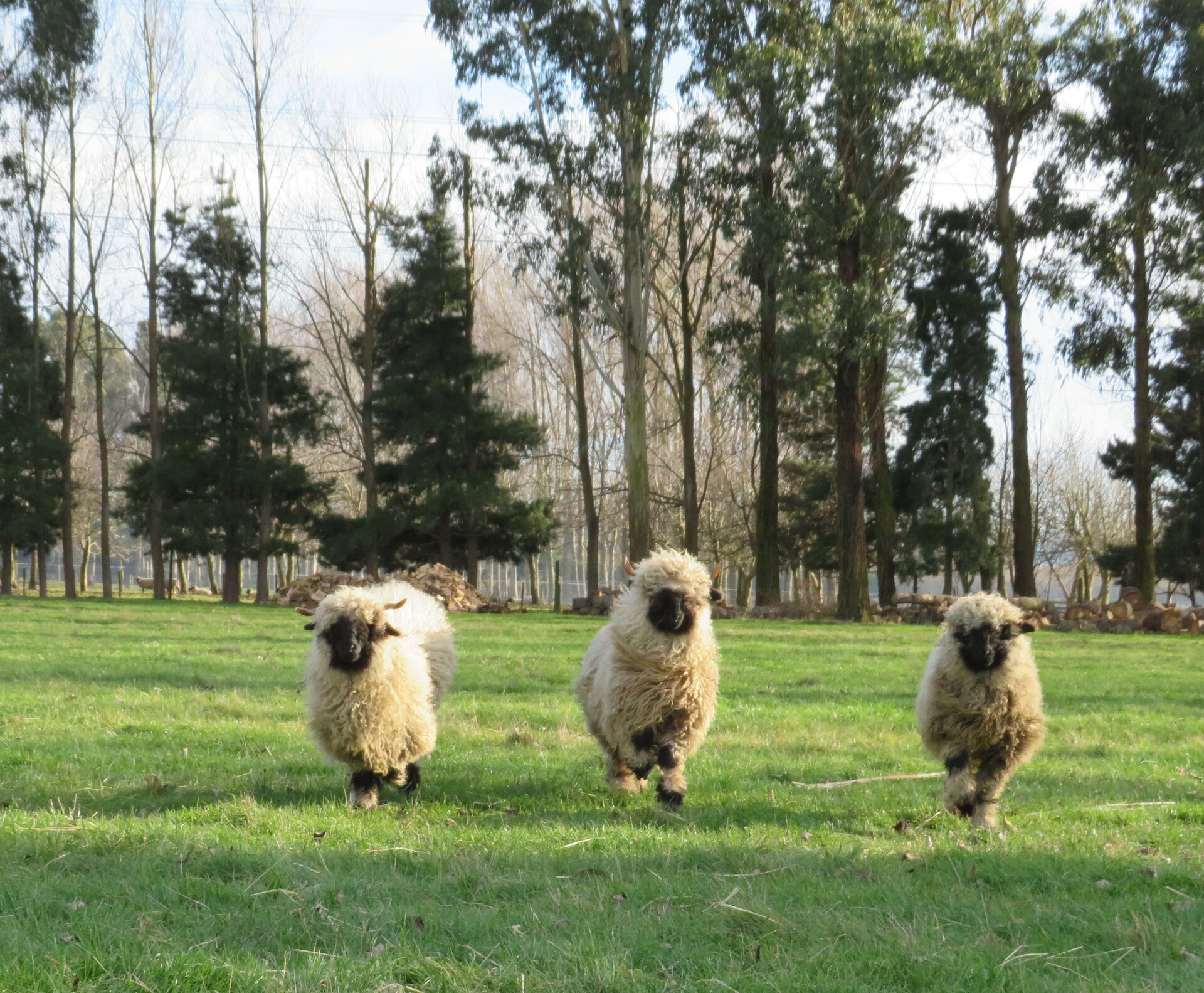 Valais Sheep Breeders